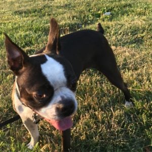 Boston Terrier walking