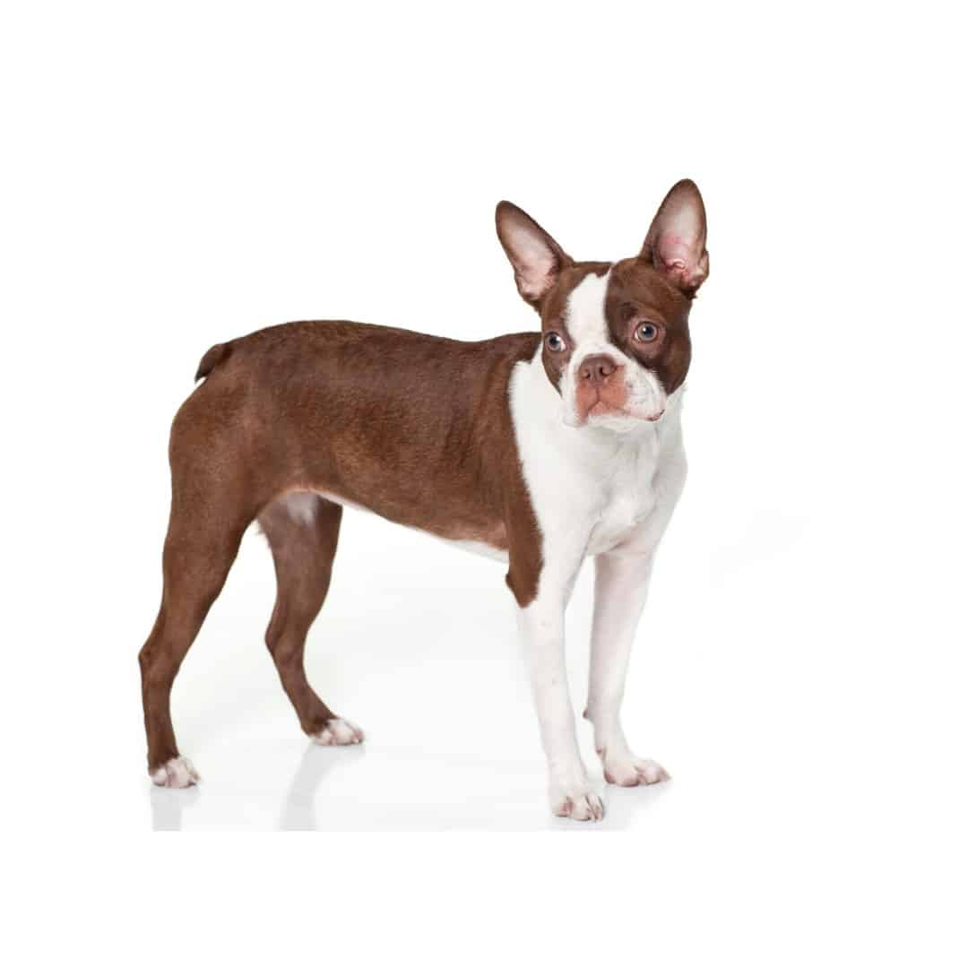 how long does it take for a boston terrier to fully grow