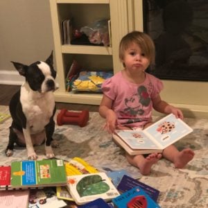 Adorable Boston Terriers You Should Follow On Instagram