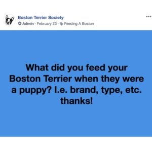 boston terrier facebook group question. what did you feed your boston terrier puppy