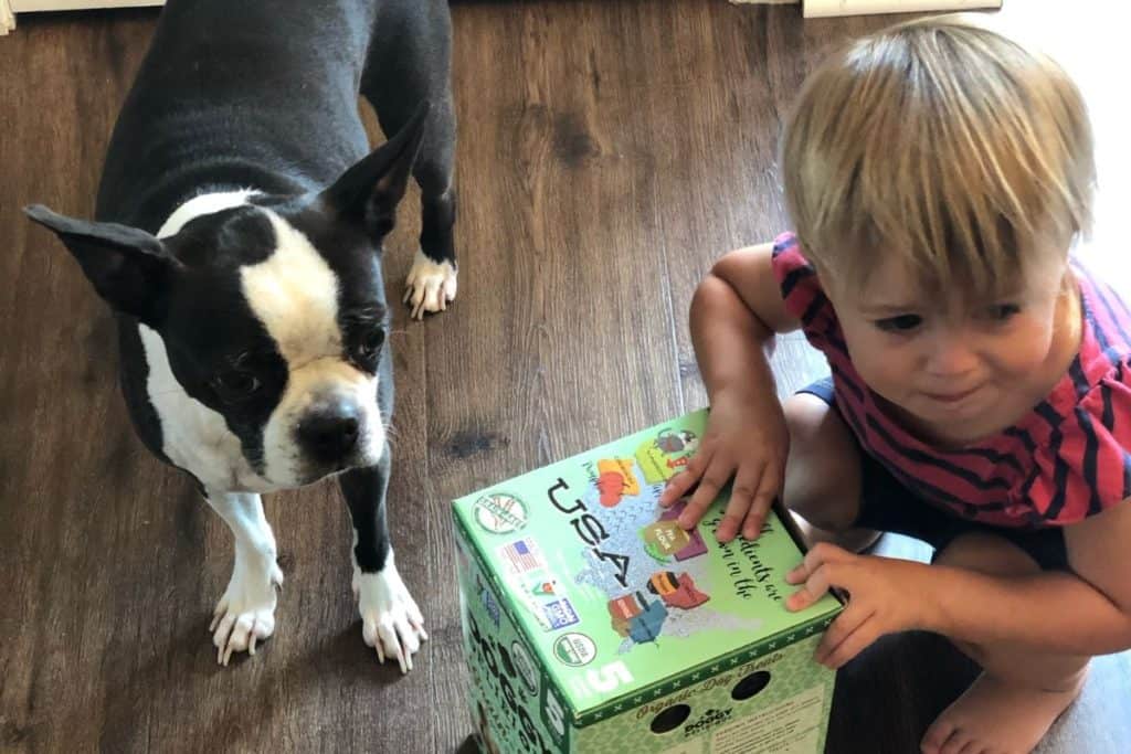 girl and her boston