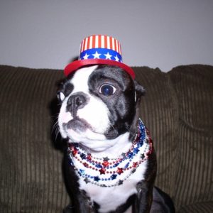 Boston Terrier On The 4th Of July