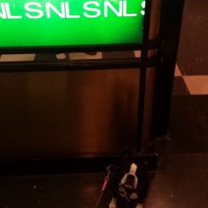 Boston Terrier posing for photo
