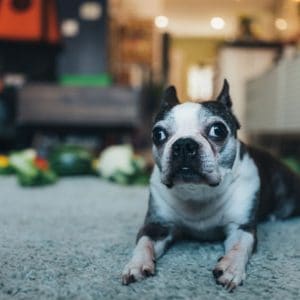 Boston Terrier with Strabismus