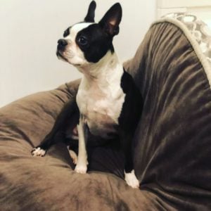 What Is Brachycephalic Syndrome in Boston Terriers?