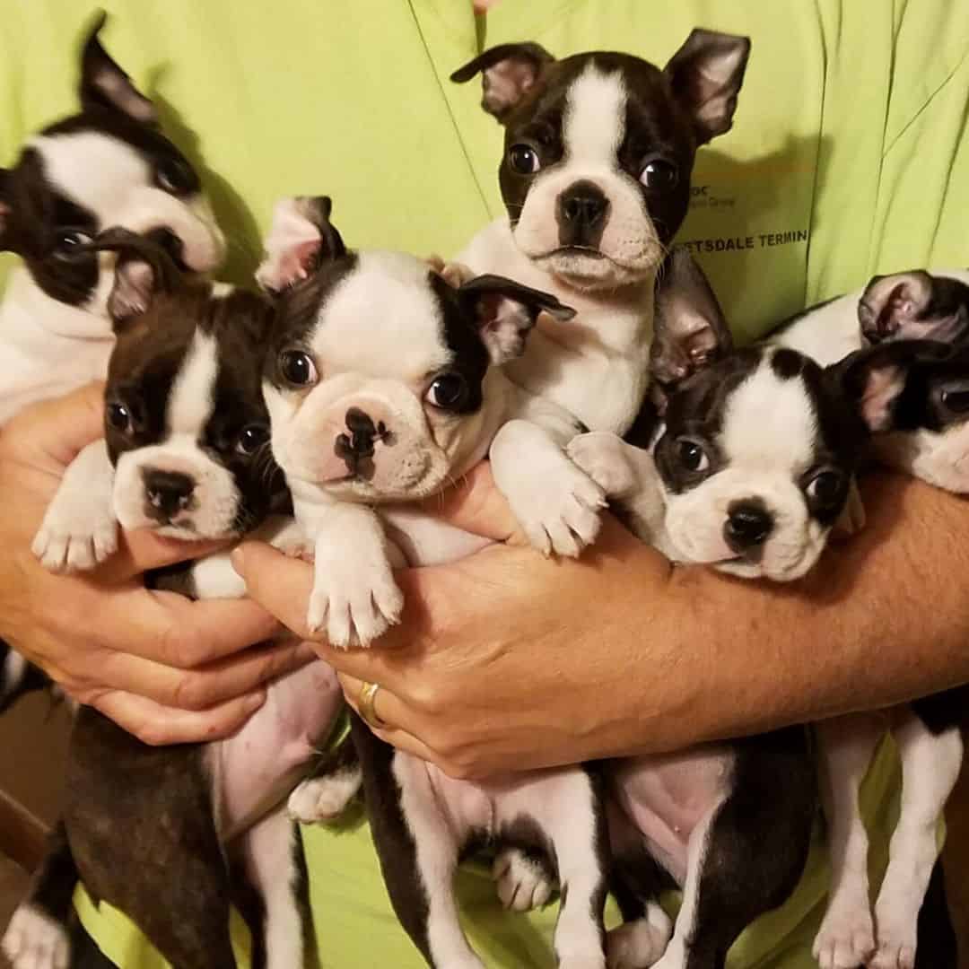 Exclusive Interview With Champion Boston Terrier Breeder Boston