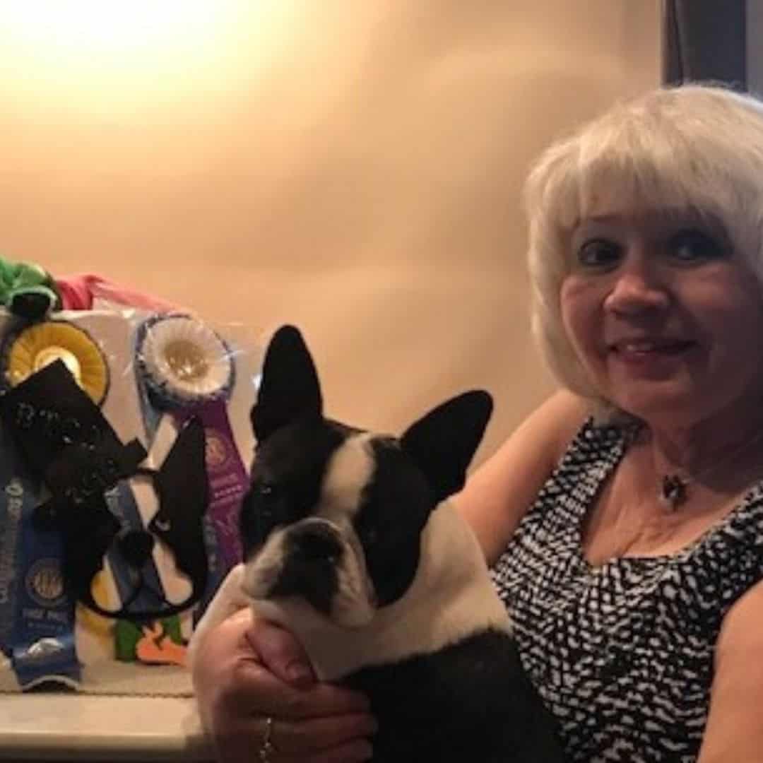 Exclusive Interview With Champion Boston Terrier Breeder Boston