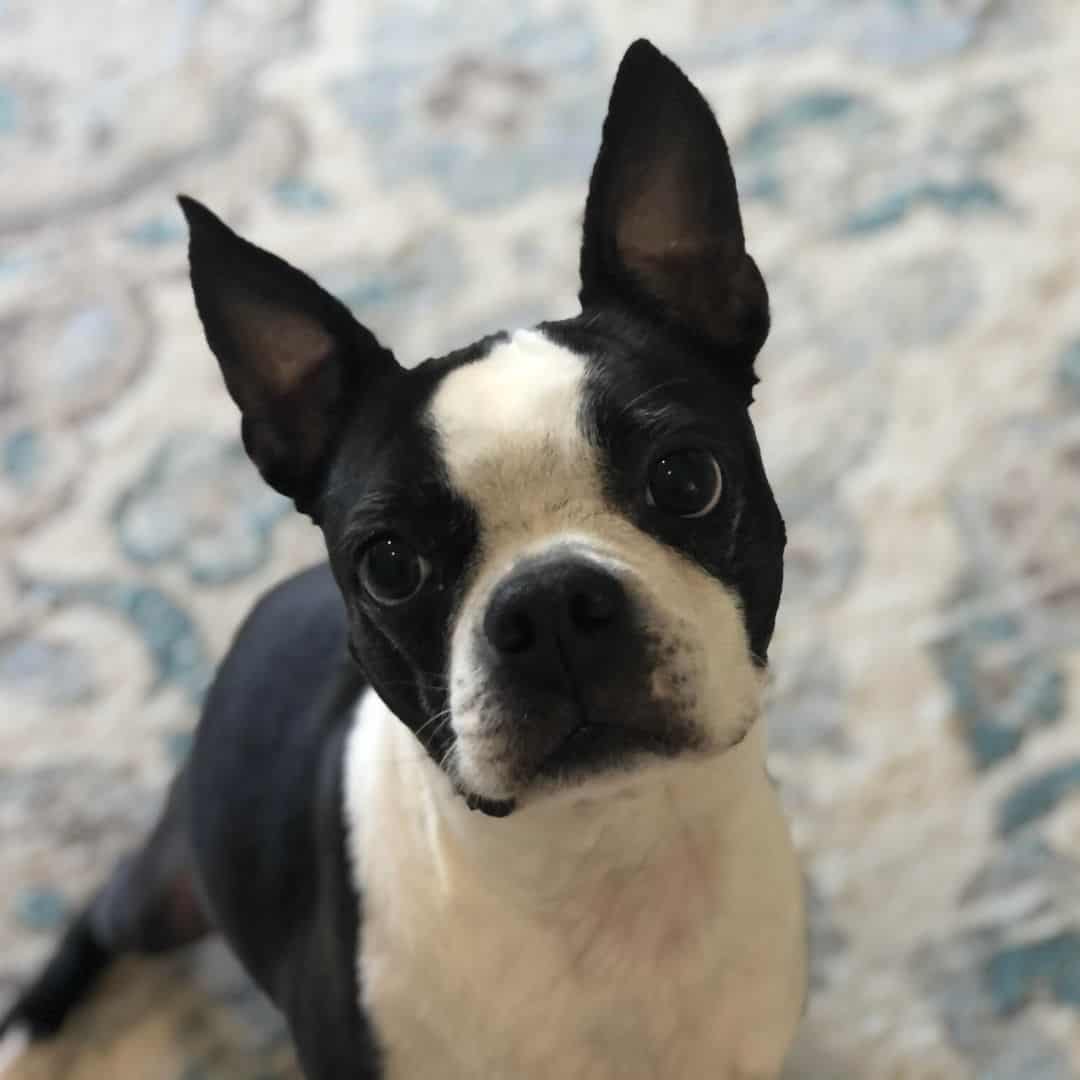 Boston shop terrier trembling