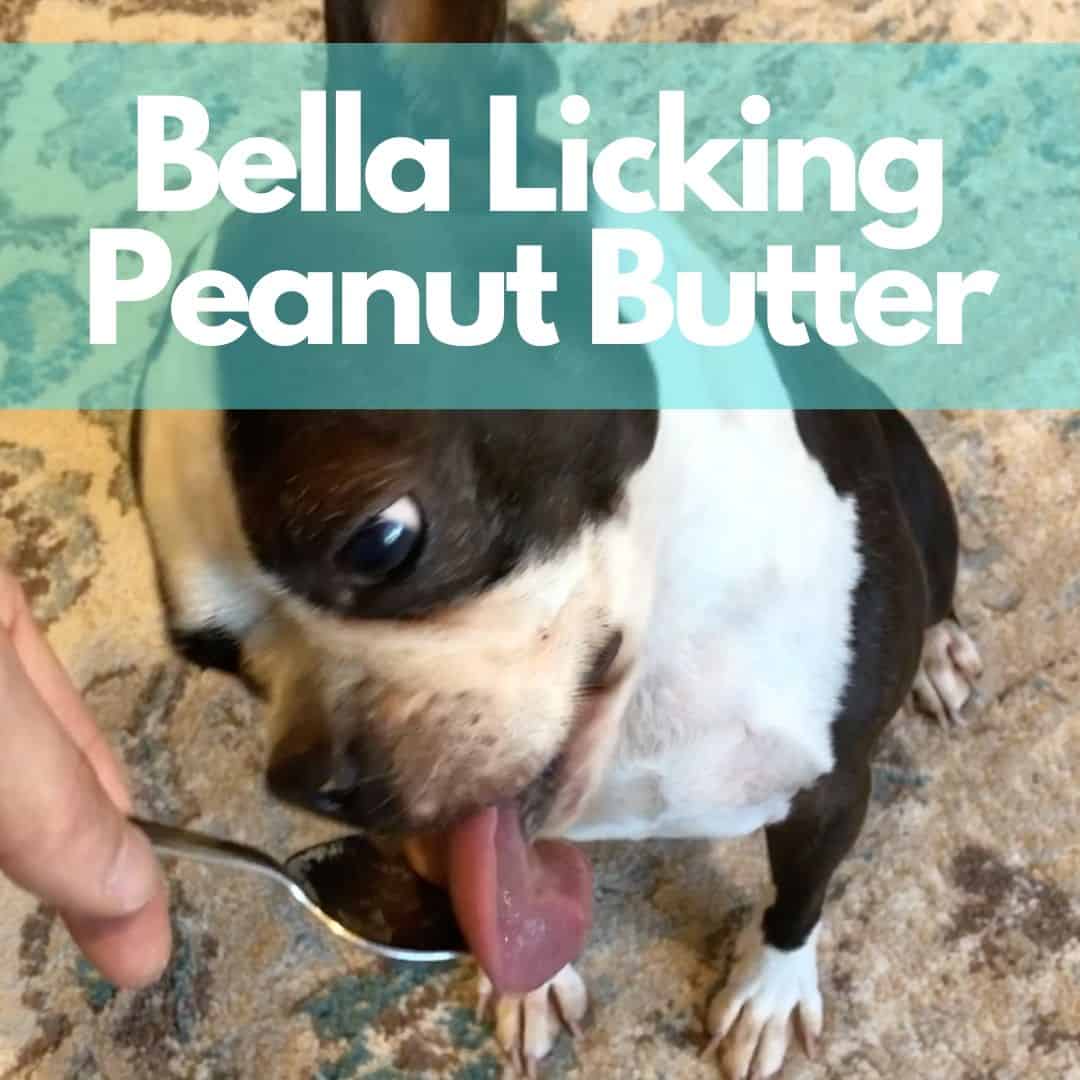 Why Do Dogs Lick After Eating Peanut Butter