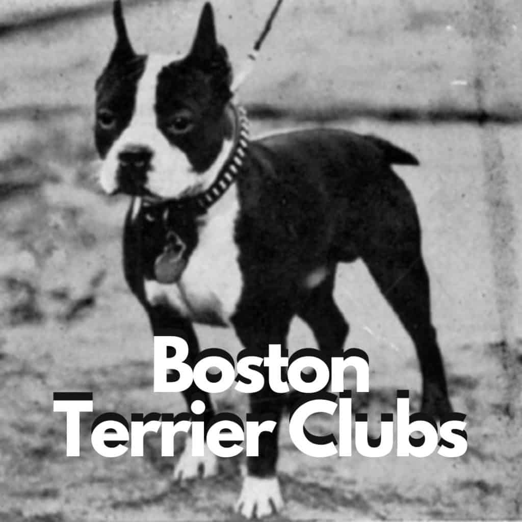 Heartland boston terriers cheap