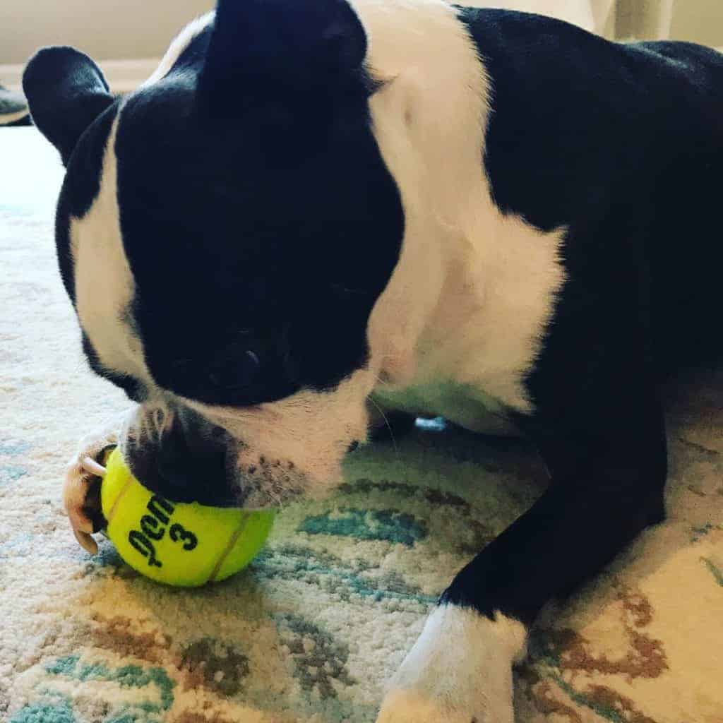 Are Boston’s Good Dogs For First Time Dog Owners? 9 Reasons Boston