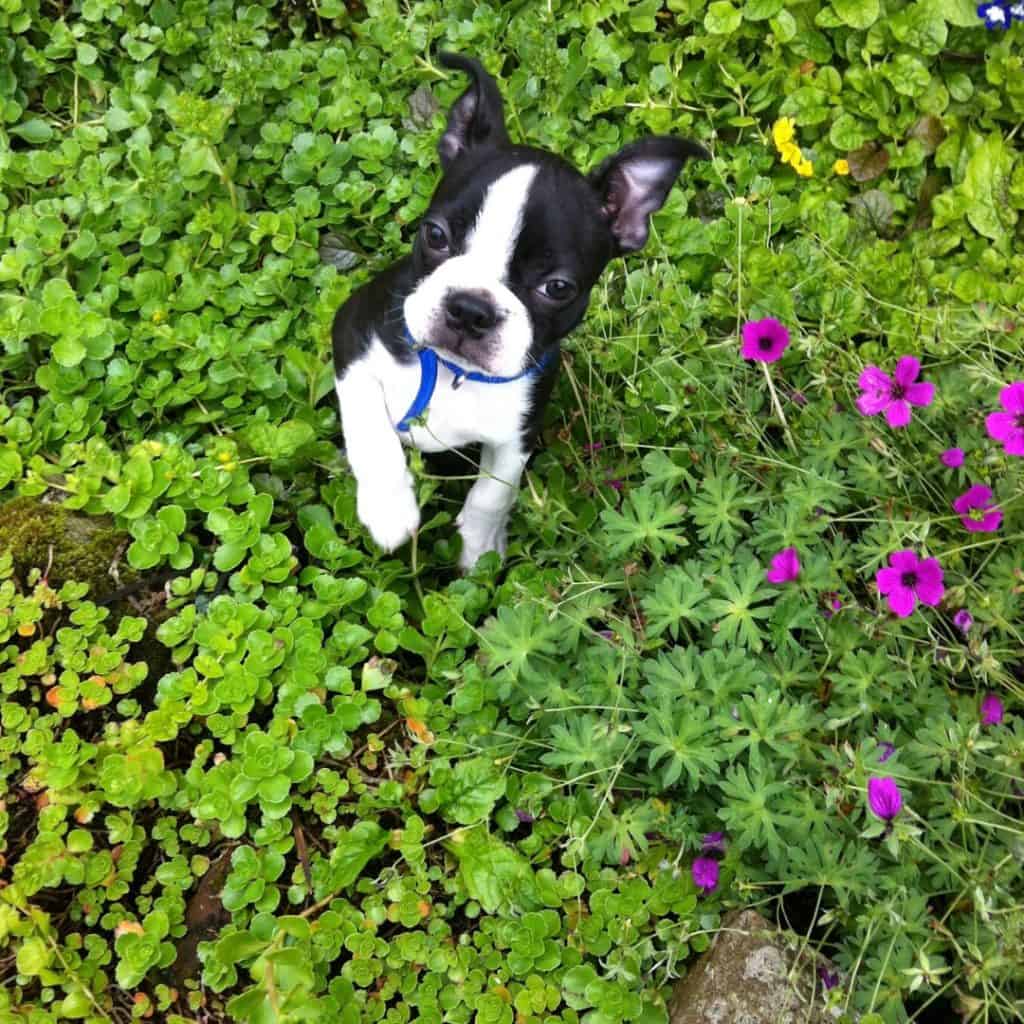 boson terrier puppy scams