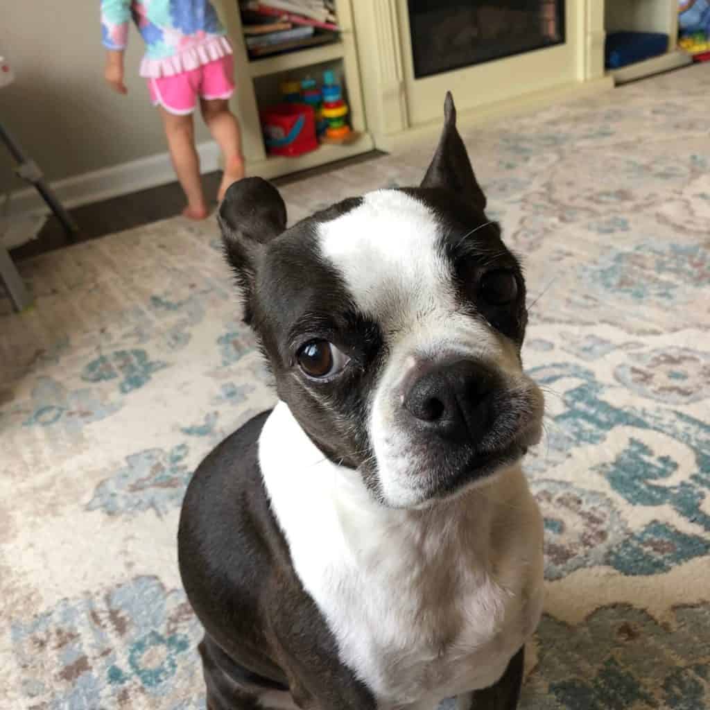 Are Boston Terriers Actually Terriers? Boston Terrier Society
