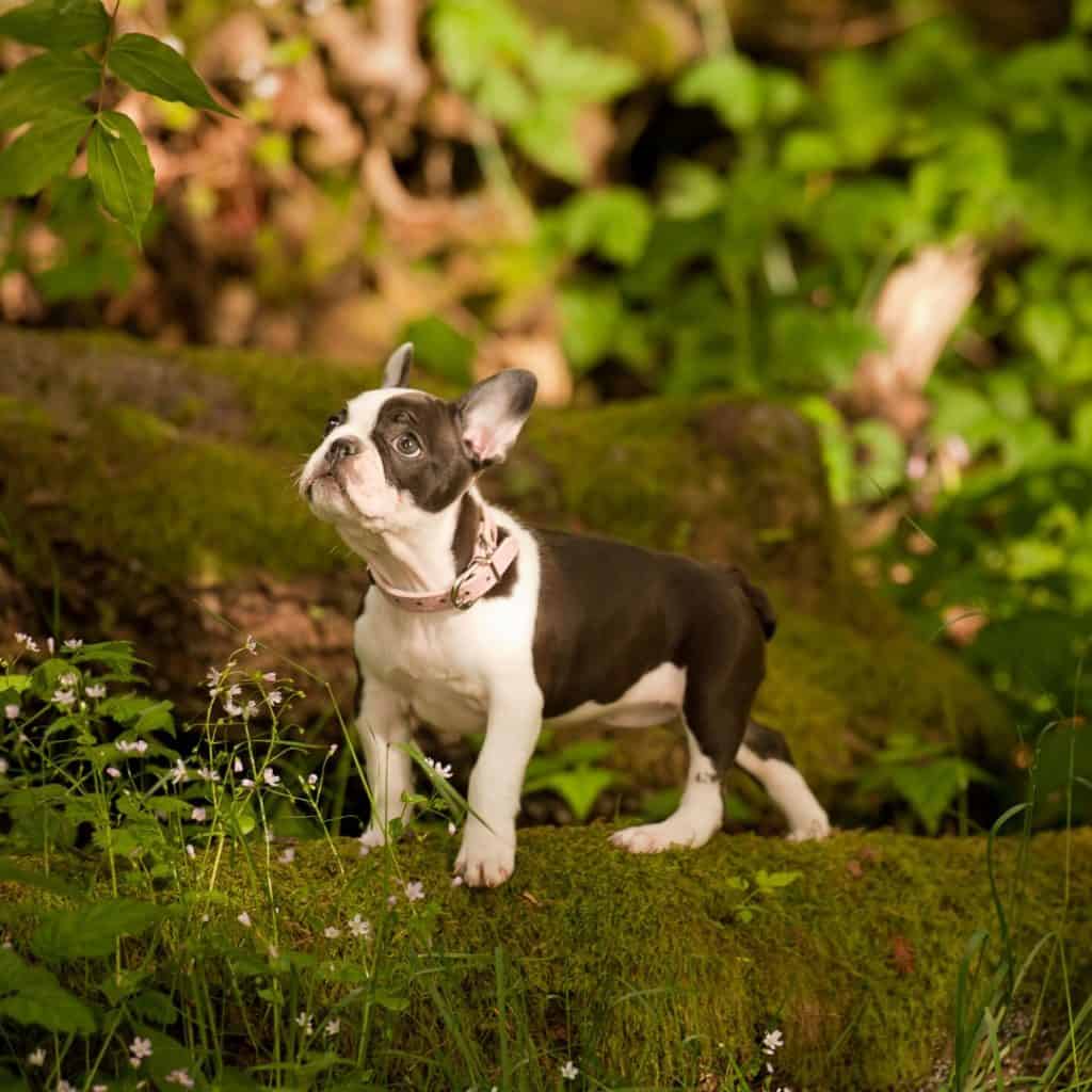 boson terrier puppy scams