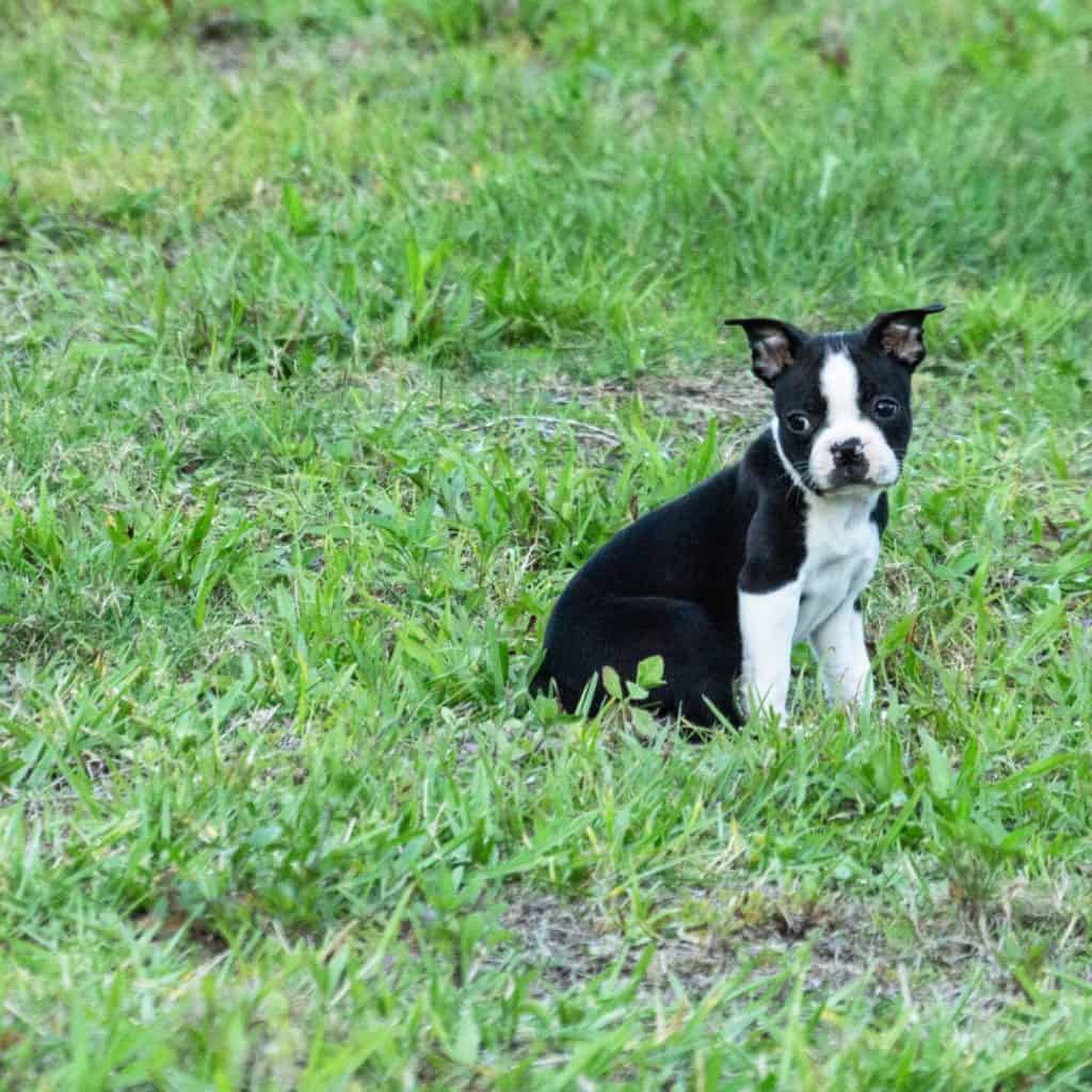 boson terrier puppy scams