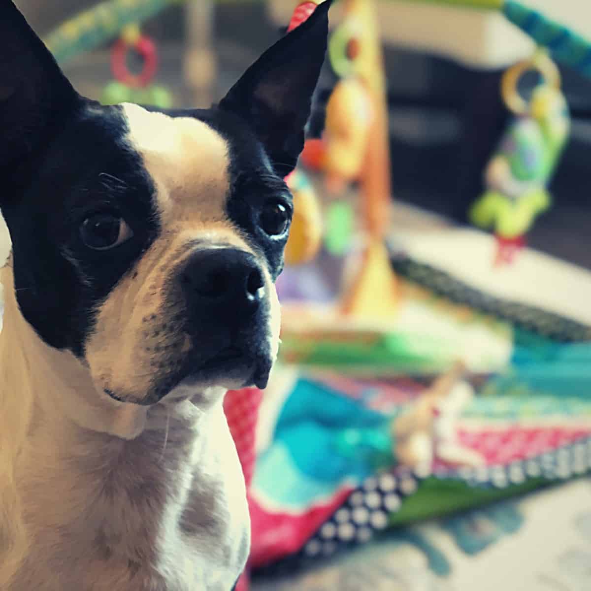 Why Does My Boston Terrier Bark At Me? 6 Reasons Why Boston Terrier