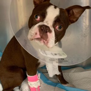 boston terrier consumed marijuana.
