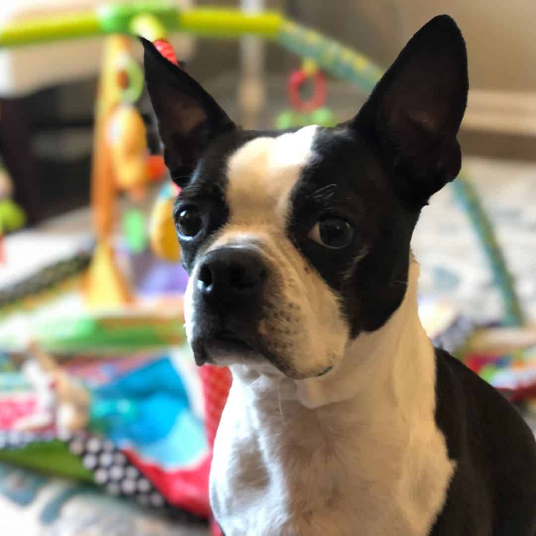 Are Boston Terriers Easy To Train? 100+ Owners Speak Out Boston