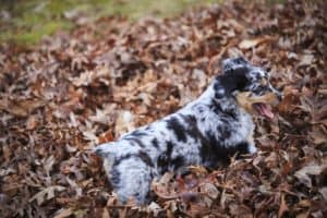 Australian Shepherd's are considered a high-energy dog breed.