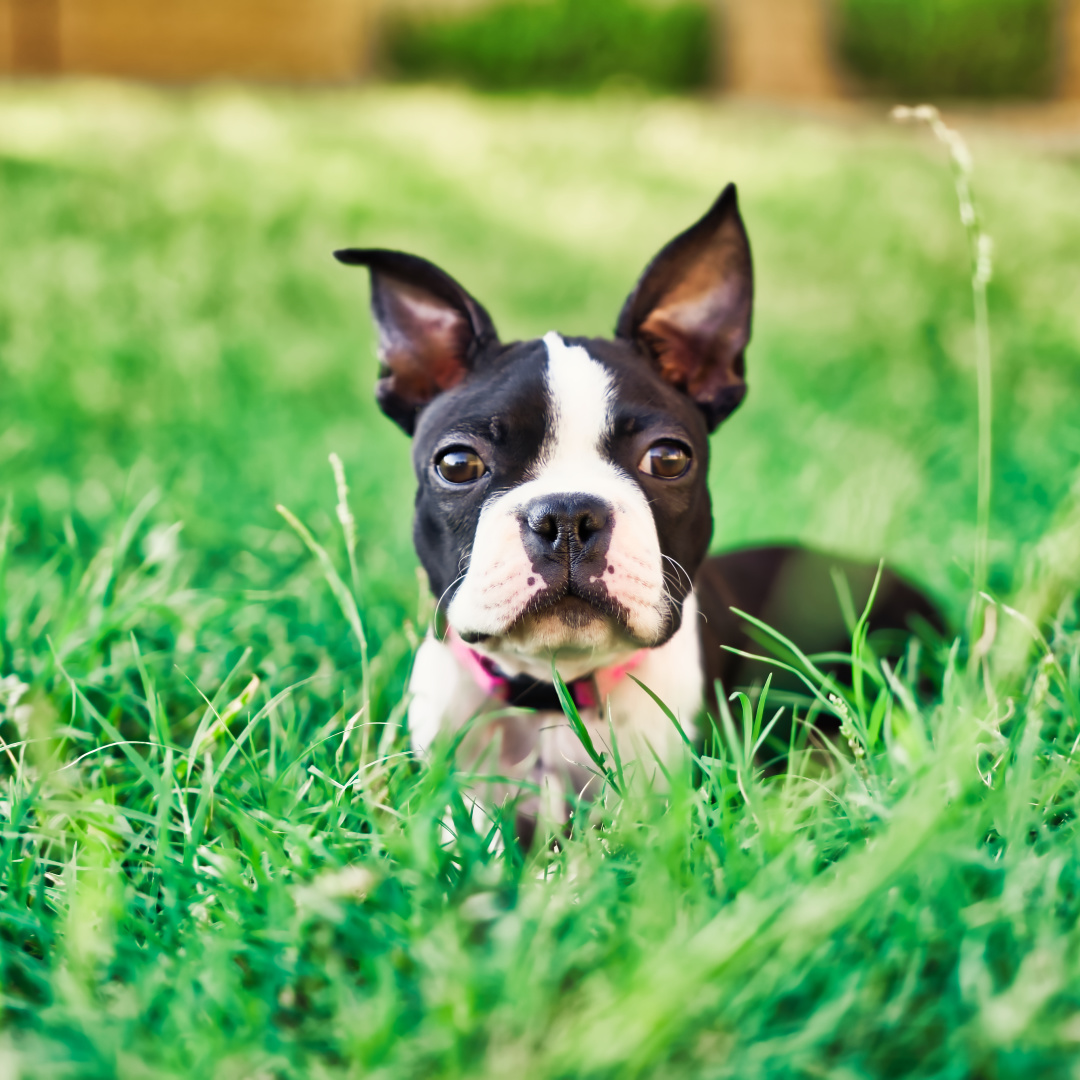 Midwest boston hot sale terrier