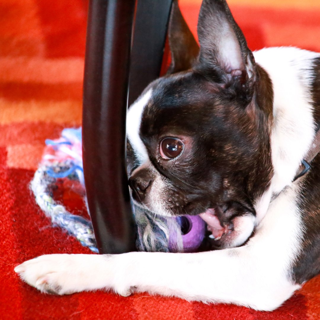 Why Does My Boston Terrier Vomit So Much? Golden Bailey Dogs