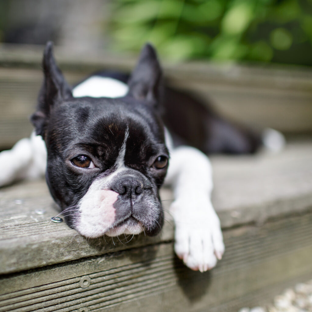 why is my boston terrier losing hair? 2