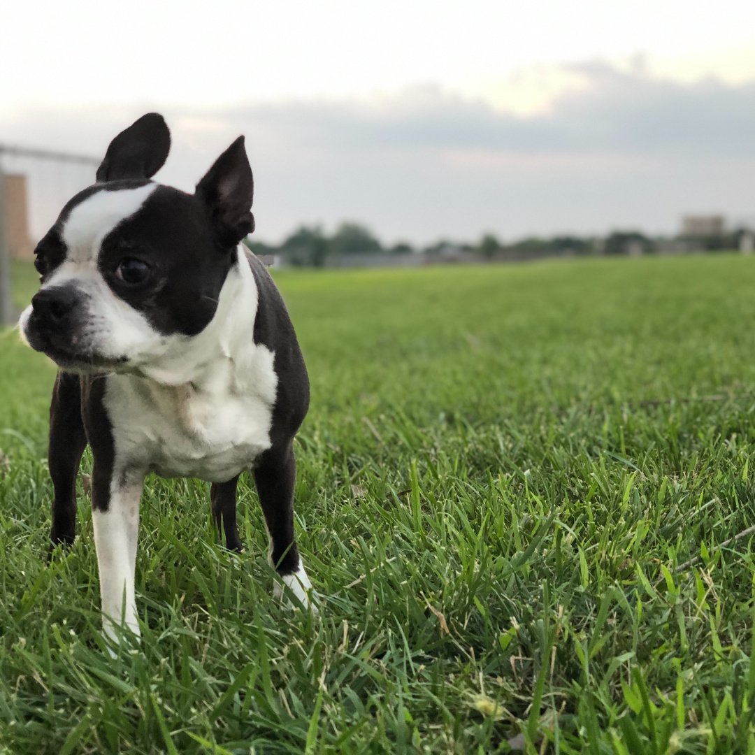 Are Boston Terriers Prone to Cancer? 7 Signs to Watch For Boston