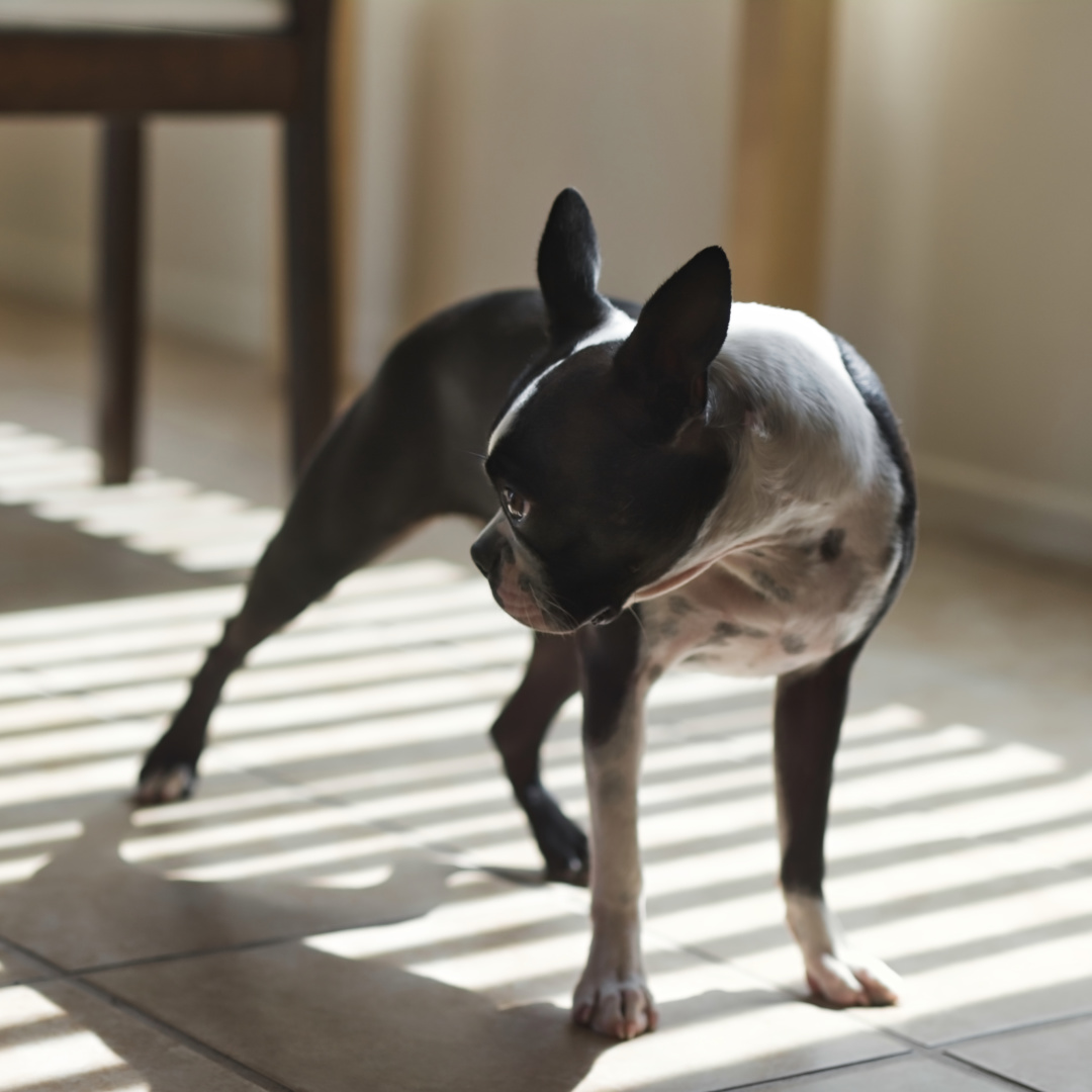 Boston Terrier Rescues In Arkansas Cost & Adoption Process Boston