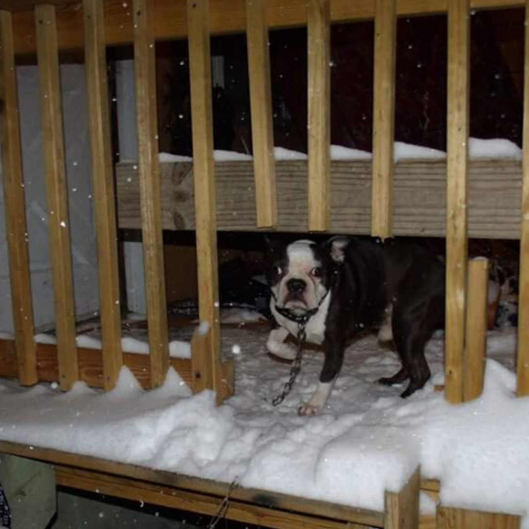 thumbnail image 2 of Personalized Boston Terrier Dog Memorial Garden Stakes, Angel Grave 2 of 12
