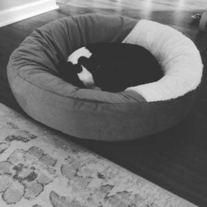 Boston Terrier sleeping in her bed