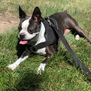 Boston Terrier cataracts