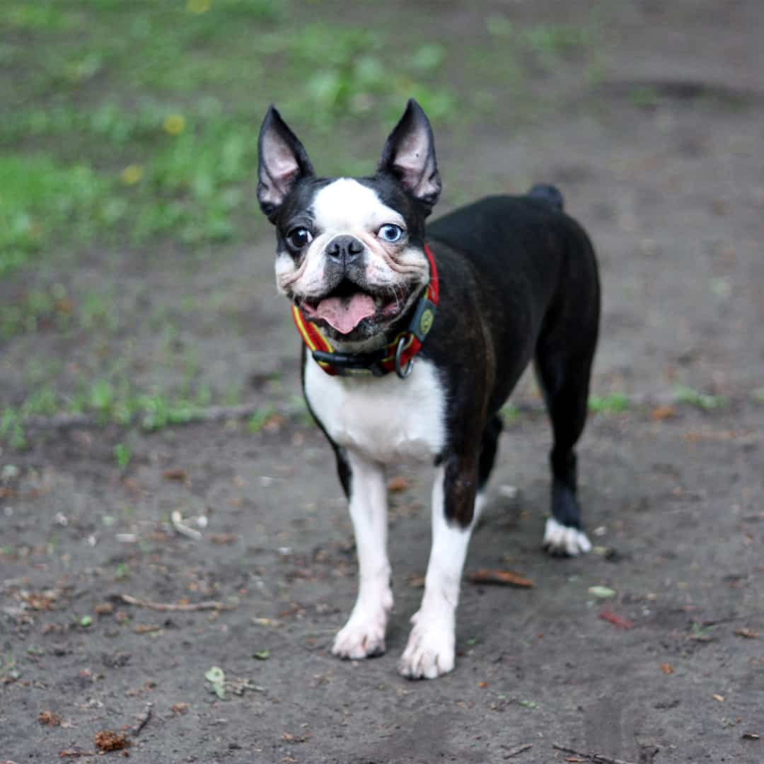 do dogs with blue eyes have vision problems