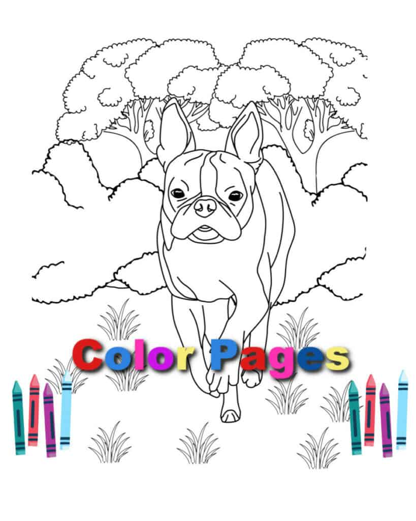 Boston Terrier Coloring Pages Free Printable Color Pages Boston Terrier Society
