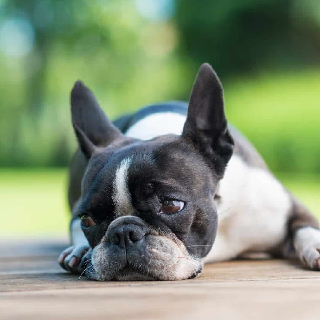 when does a boston terrier ears stand up