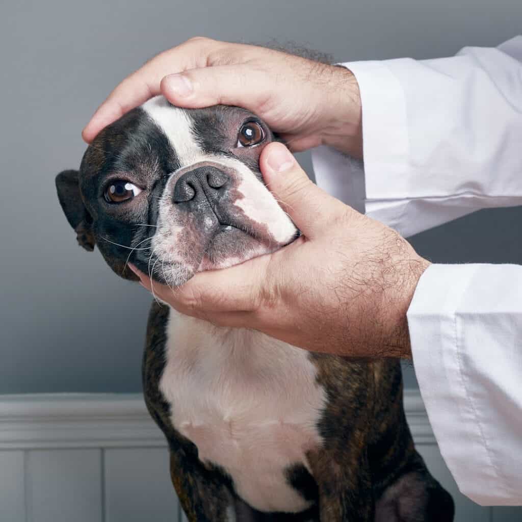 do boston terriers have eye problems