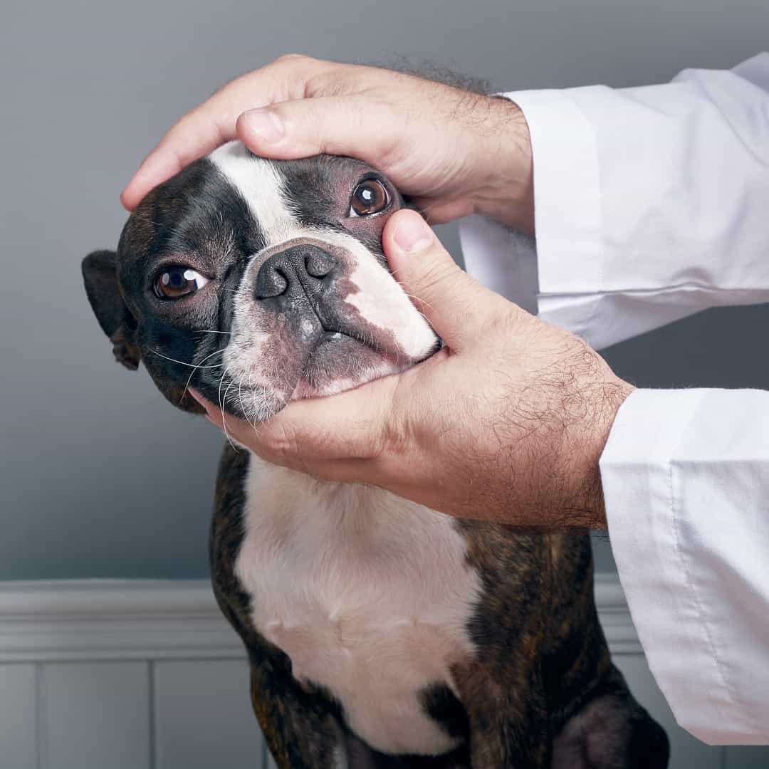 Corneal Ulcers in Boston Terriers What You Need To Know Boston Terrier Society