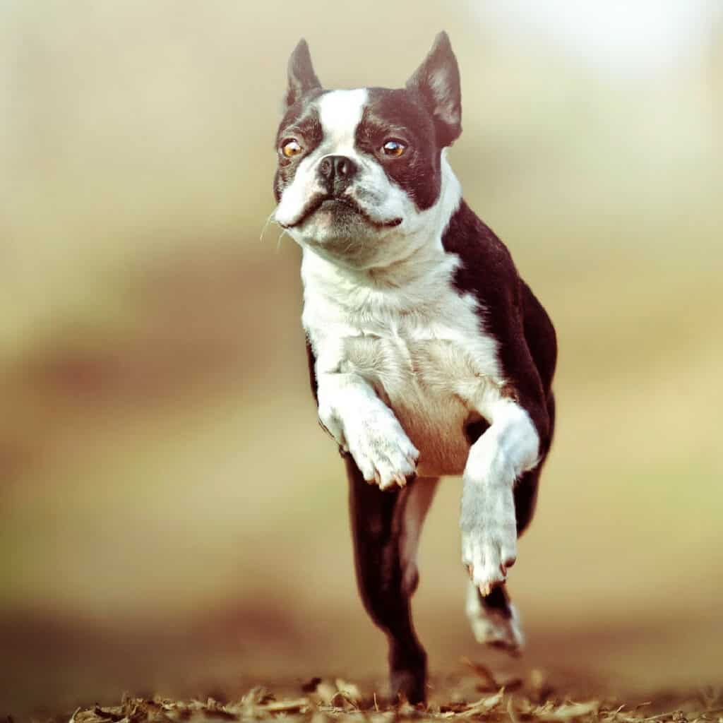 Do Boston Terriers Have Dewclaws? What You Need To Know Boston