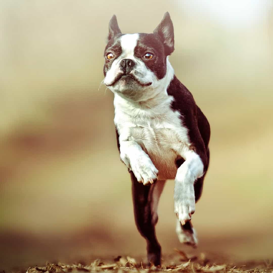 Wrinkly paws boston best sale terriers