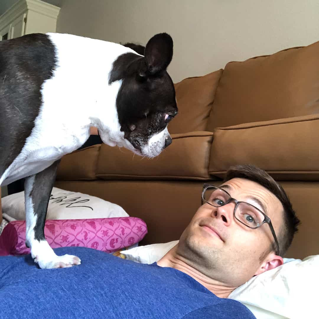 12 Tips On Stopping An Aggressive Boston Terrier Boston Terrier