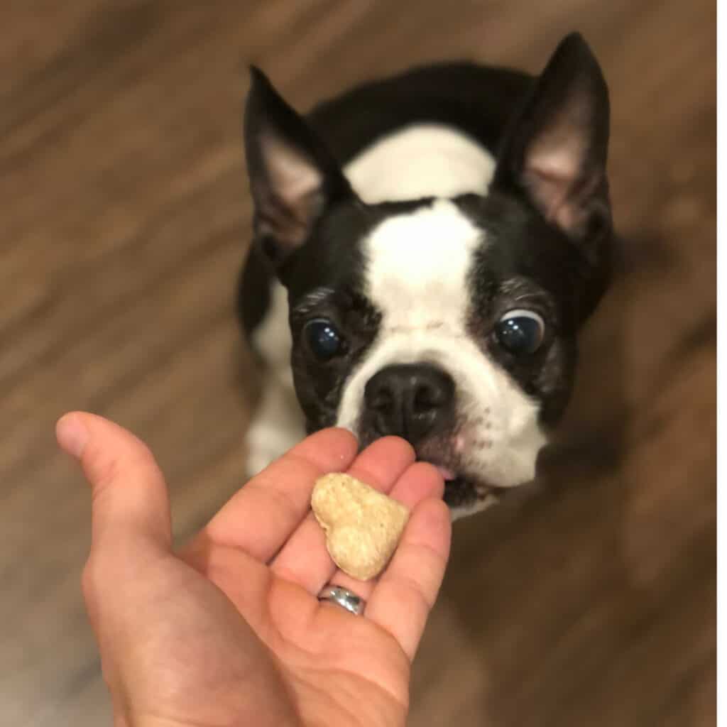 Best dog food for boston terriers with gas on sale