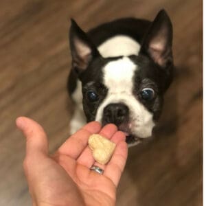 Boston Terrier Rescues In Delaware - Cost & Adoption Process