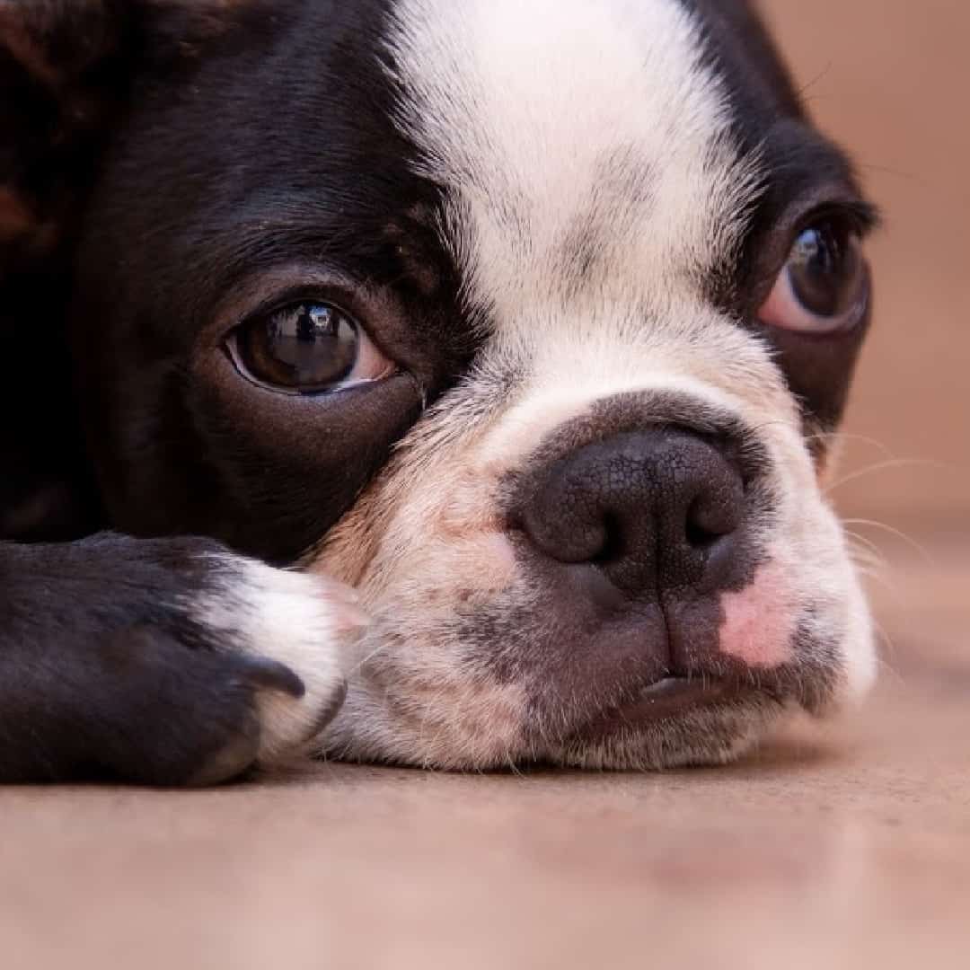 do boston terriers have eye problems