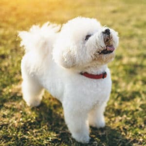 Bichon Frise