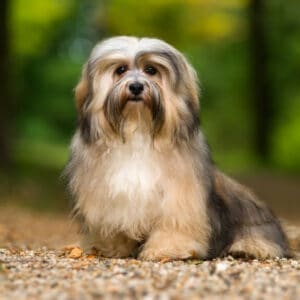 Havanese