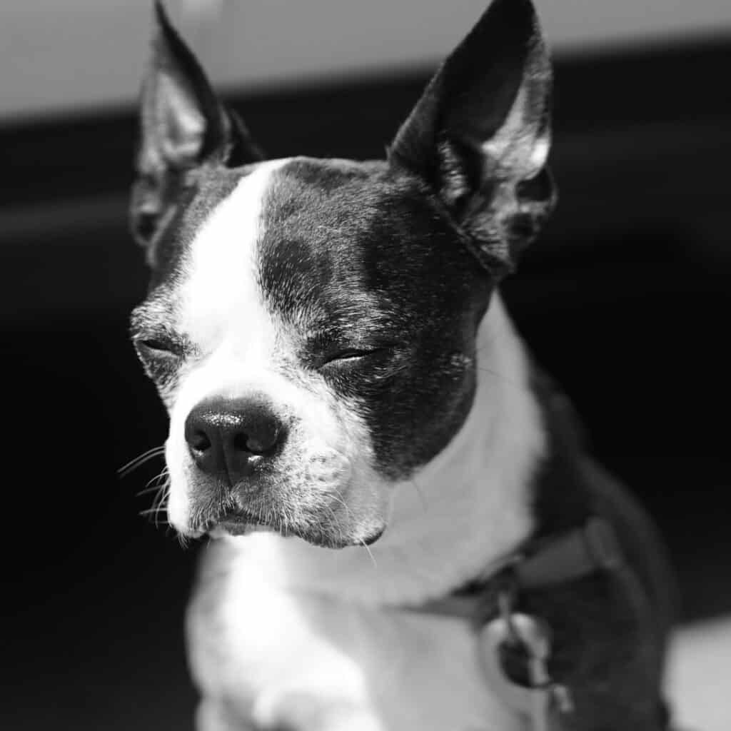 Cushing's Disease In Boston Terriers Causes, Symptoms, Treatments