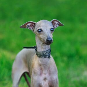 Italian Greyhound