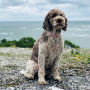Lagotto Romagnolo dog breed