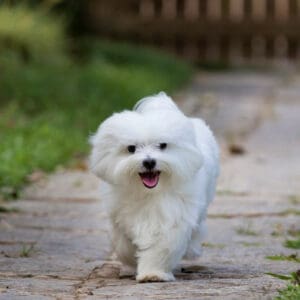 Maltese