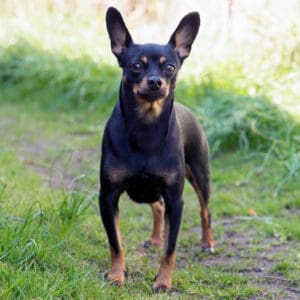 Miniature Pinscher