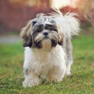 Shih Tzu